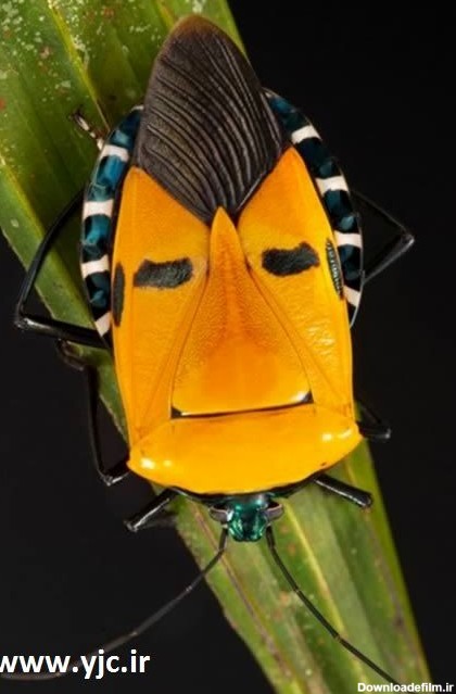عجیب‌ترین چهره‌ها میان حشرات + عکس