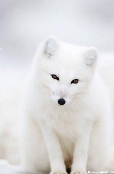 عکس بچه روباه سفید