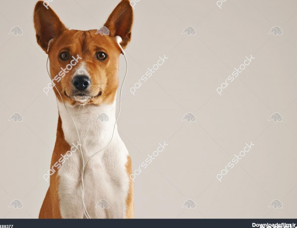 پرتره سگ قهوه ای و سفید باسنجی که دارای گوشواره های سفید است و به ...