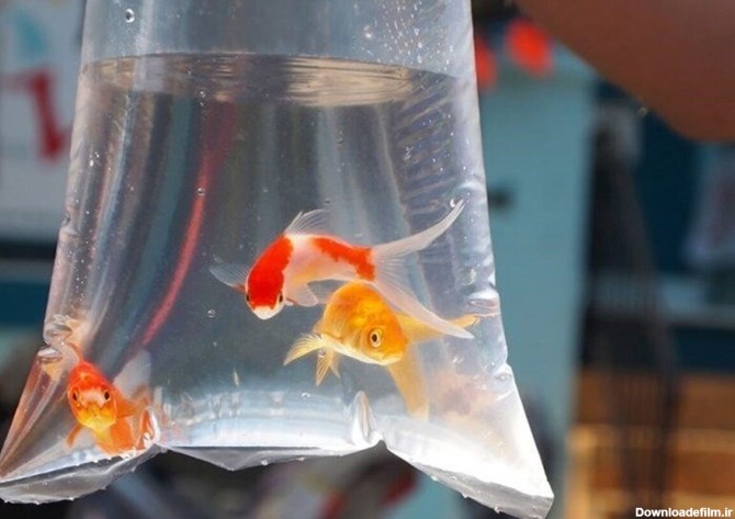 فرارو | عوارض نگهداری از ماهی قرمز که باید بدانید