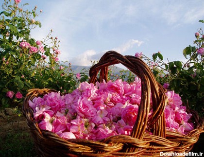 گل محمدی – Damask Rose – ebrahimitrd