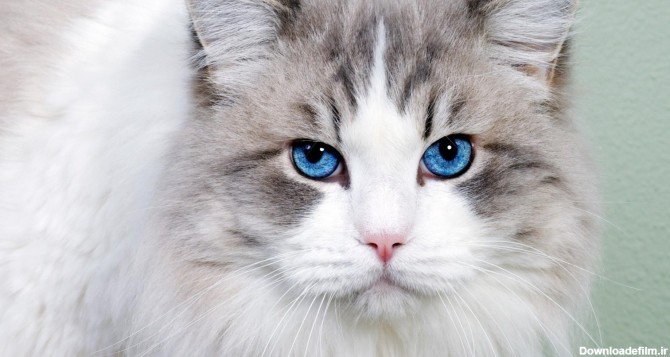 خرید و قیمت پچ چشم آبی گربه
