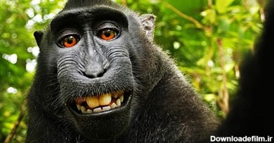 جنجال کپی‌رایت بر سر سلفی یک میمون سیاه خندان - سایت عکاسی