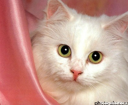 پوستر گربه سفید ایرانی white persian cat