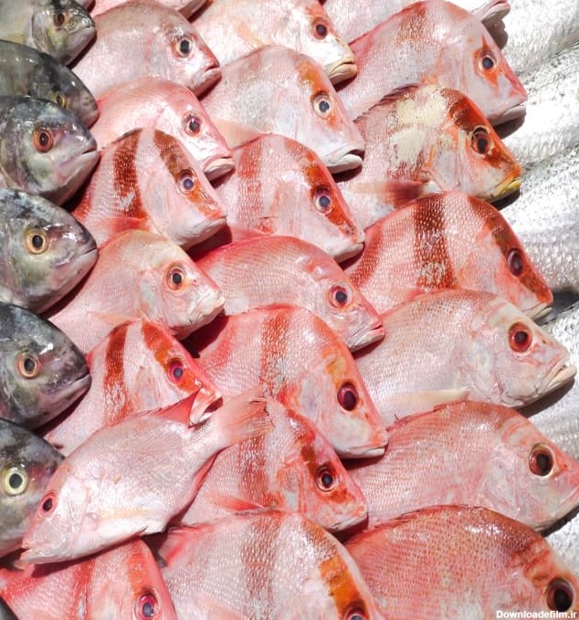 معرفی انواع ماهی های جنوب به همراه ویژگی ظاهری | بریس فیش