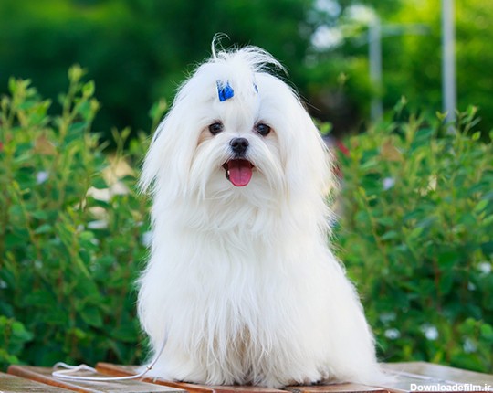نژاد سگ مالتیز (Maltese) عکس و ویدیو