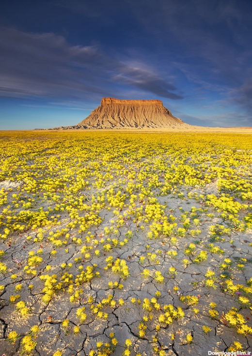 رویش شگفت انگیز گل های زیبا در خشک ترین بیابان جهان (عکس)