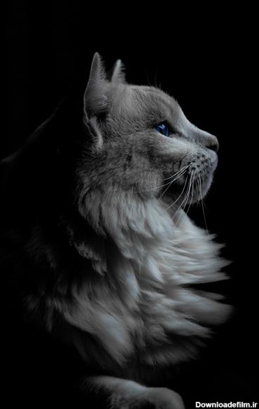 عکس عمودی از یک گربه خاکستری با چشمان آبی در تاریکی 1590194