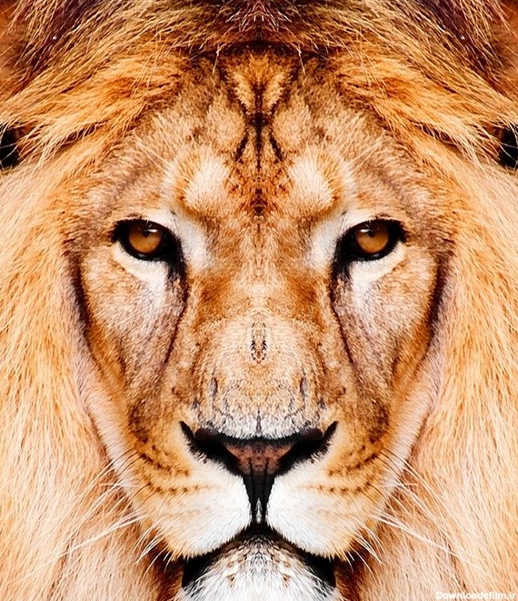تصویر با کیفیت از نمای نزدیک سر سلطان جنگل (شیر جنگل) با فرمت jpg