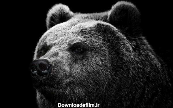 عکس خرس گریزلی bear grizzly