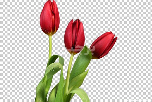 Borchin-ir-red tulip flower عکس بدون زمینه گل لاله قرمز۲
