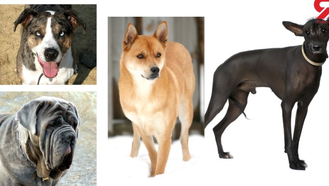 کمیاب ترین نژادهای سگ در جهان را در اینجا ببینید +عکس های دیدنی