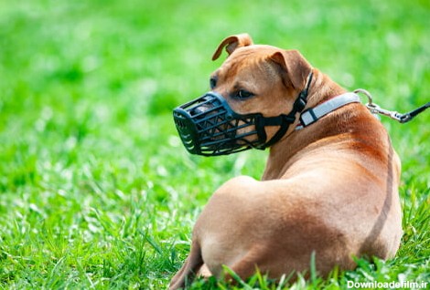 لیست خطرناک ترین سگ های جهان- فراپت