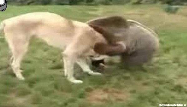 جنگ سگ سرابی با خرس