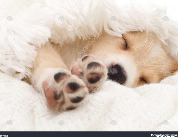 توله سگ کوچک خواب 1302239