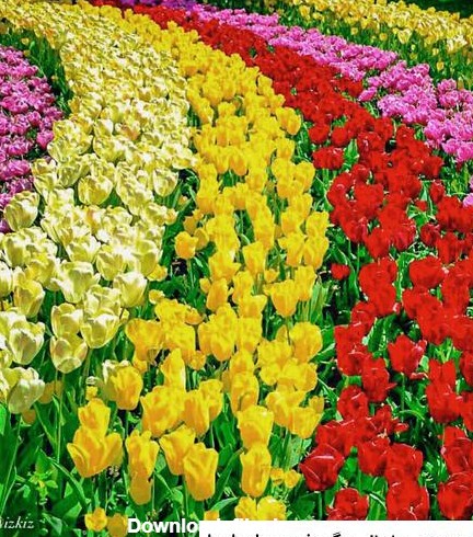 عکس گلهای زیبای رنگارنگ ❤️ [ بهترین تصاویر ]