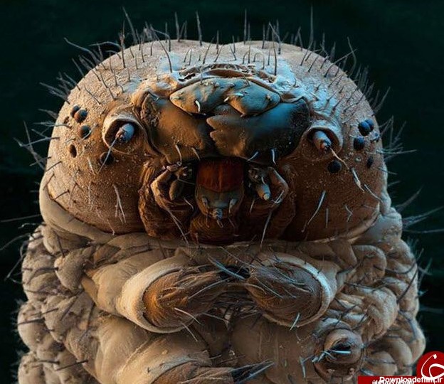 آخرین خبر | عکس/ تصاویر وحشتناک میکروسکوپی از حشرات