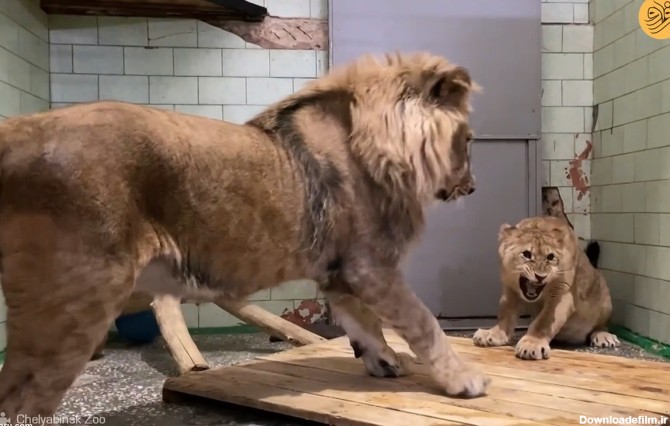 فرارو | (ویدئو) اولین قرار بین یک شیر نر و ماده جنجالی شد!