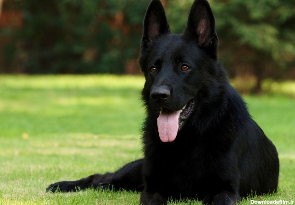 سگ سیاه نژاد ژرمن شپرد black german shepherd