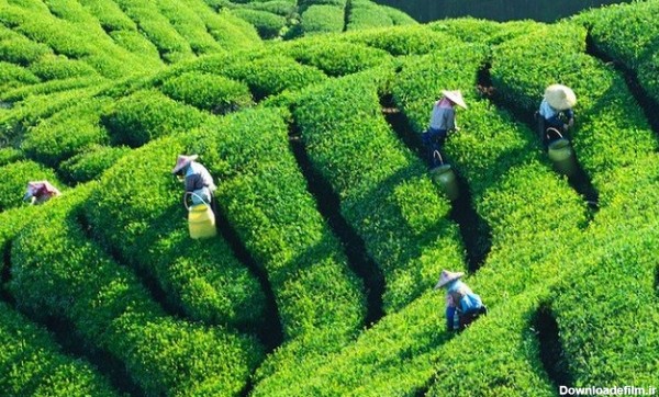 6 منطقه اصلی برداشت چای در آسیا که باید بشناسیدشان! | لست سکند