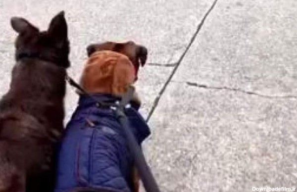 عکس‌العمل سگ‌ها به ربات‌ها در حین پیاده‌روی - بهار نیوز