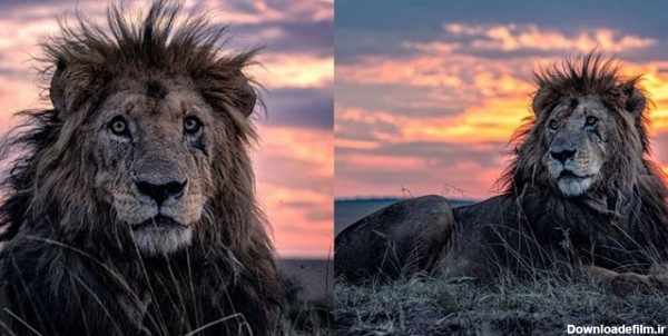 پیرترین شیر جهان توسط یک عکاس شکار شد+ تصاویر