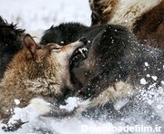 عکس روز | جنگ سگ و گرگ - همشهری آنلاین
