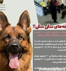 فروش سگ ۵۰۰ میلیونی در مشهد! +عکس