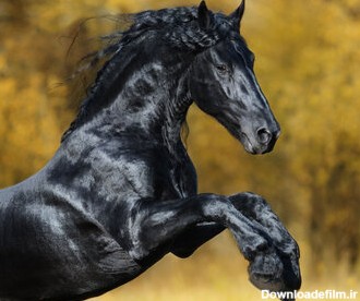 زیباترین اسب جهان که هوش از سرتان می‌برد/ عکس