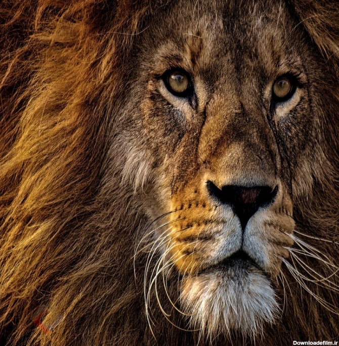 عکس شیر سلطان جنگل با کیفیت بالا | حیوانات | فایل آوران