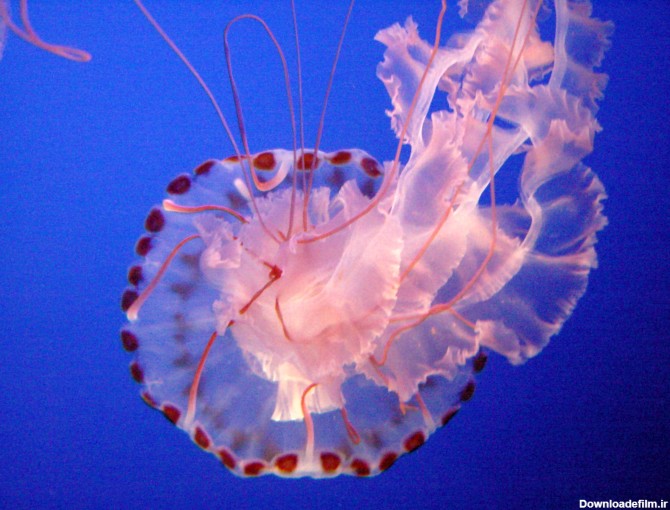 پرونده:Sea Nettle Jelly 1.jpg - ویکی‌پدیا، دانشنامهٔ آزاد
