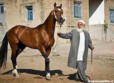 اسب ترکمن، فرصت طلایی برای تحول اقتصادی خراسان شمالی | پایگاه خبری ...
