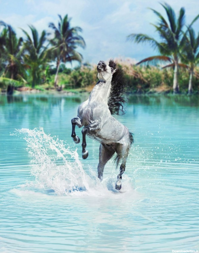 دانلود تصویر شاتراستوک اسب سفید داخل آب با دو پا در هوا زمینه درخت ...