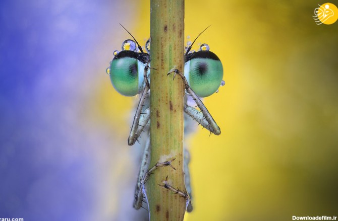 فرارو | تصاویر مجذوب کننده از حشرات در قطره باران