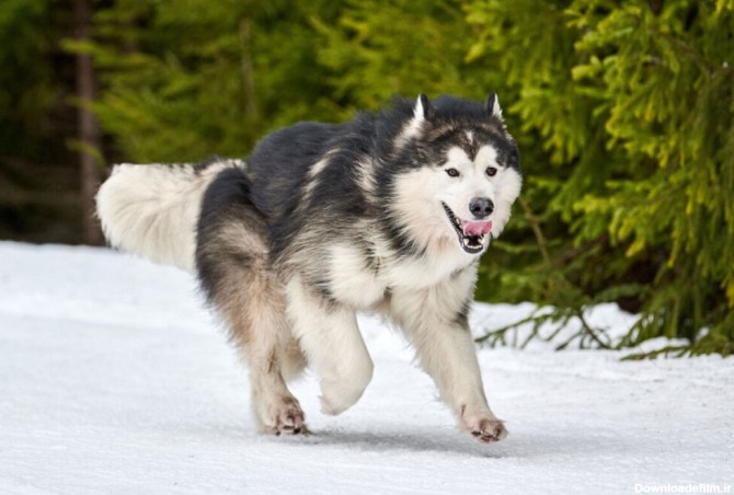 سگ مالاموت آلاسکا- فراپت