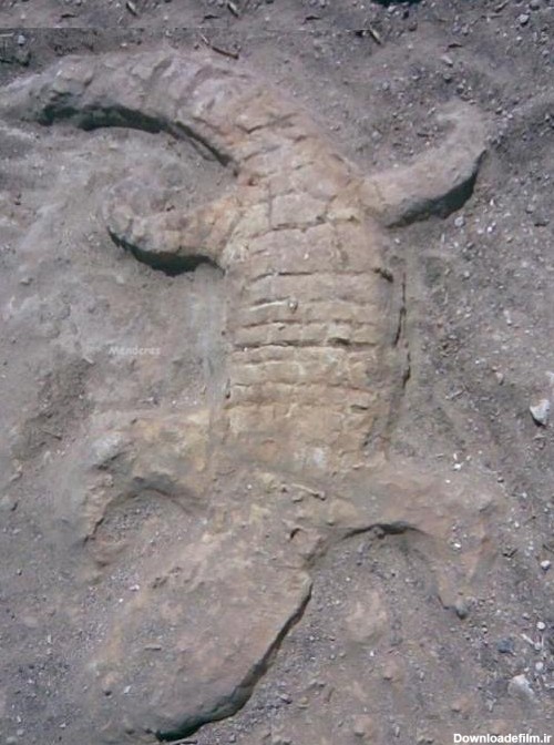نشانه تمساح و کروکودیل در گنج یابی
