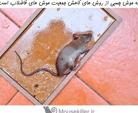 عکس موش های فاضلاب
