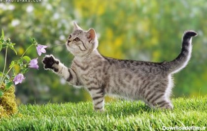 عکس بچه گربه خاکستری ناز Lovely Cat widescreen