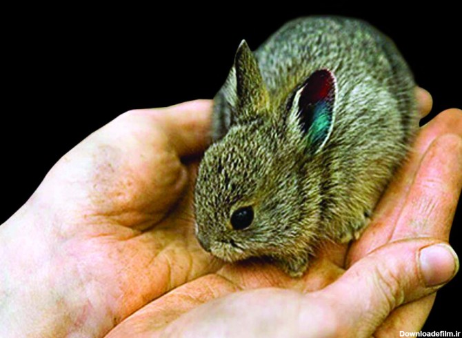 تصاویر | زیباترین خرگوش‌های جهان را ببینید