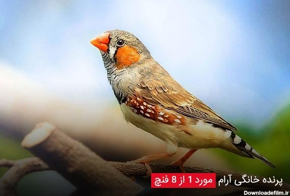 پرنده خانگی آرام مورد 1 از 8 فنچ - چیکن دیوایس