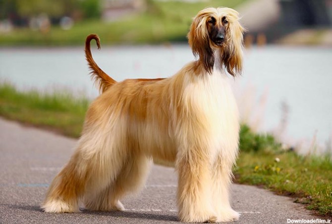 مشخصات کامل، قیمت و خرید نژاد سگ افغان هاند (Afghan Hound ...