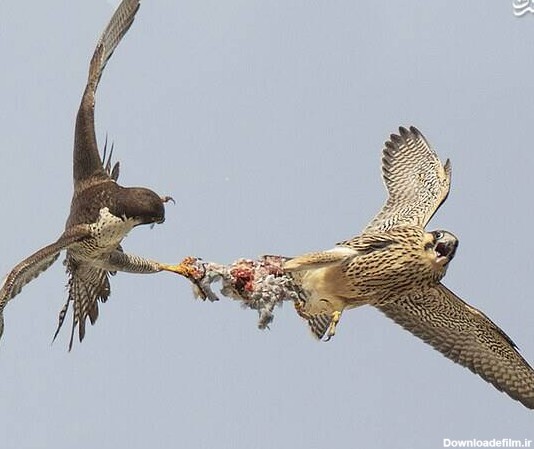 مشرق نیوز - عکس/ درگیری دو شاهین بر سر یک کبوتر