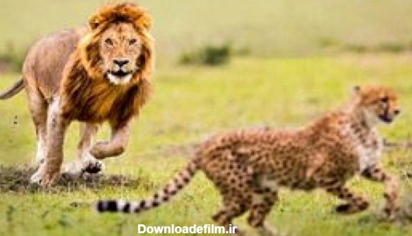 حمله دو شیر به یک یوزپلنگ