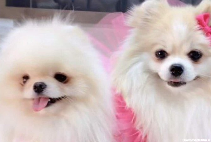 عکس جشن عروسی سگ ها با هزینه 700 میلیون تومان! - بازتاب آنلاین