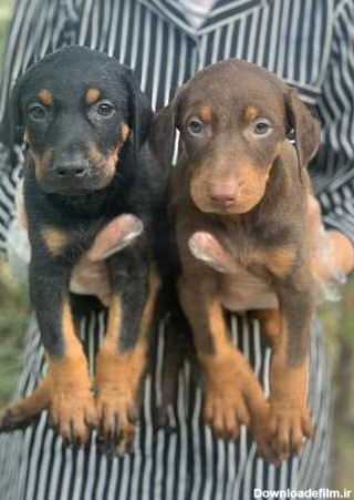 توله سگ های دوبرمن ،سگ شکاری و نگهبان - خدمات دام و حیوانات خانگی