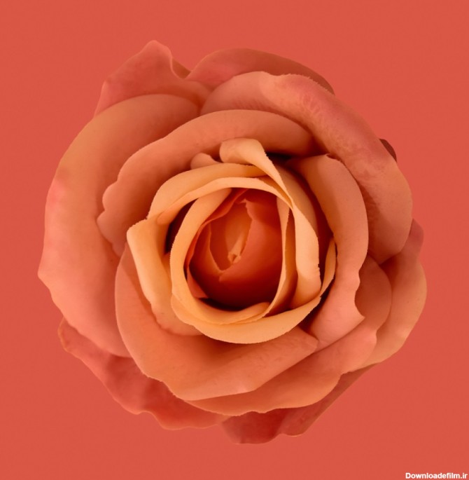 عکس 8k گل رز زیبا با کیفیت بالا | دانلود رایگان عکس 8k گل رز ...