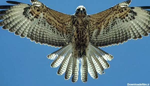 فیلم| شکار کبوتر در حال پرواز توسط شاهین