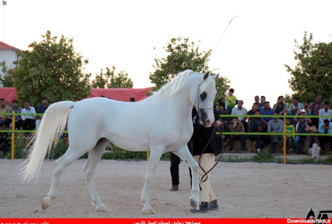 عکس اسب عرب برفین