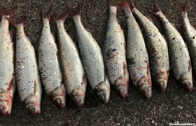 قیمت انواع ماهی/ ماهی سفید شمال چقدر چوب خورد؟ - خبرآنلاین