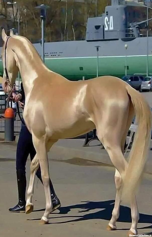 اسب اصیل ترکمن، معروف به گلدن هورس.😍😍😍 | طرفداری
